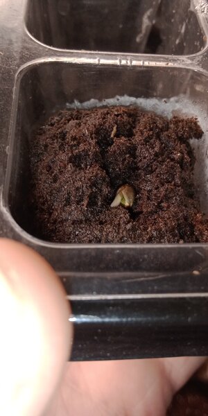 IMG_20240907_034236663.jpg IMG_20240907_034236663.jpg