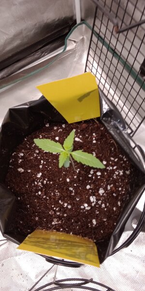 IMG_20240909_093903745.jpg IMG_20240909_093903745.jpg