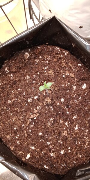 IMG_20240909_093909953.jpg IMG_20240909_093909953.jpg