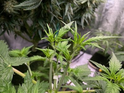 nl oc 2 - 6.jpeg nl oc 2 - 6.jpeg