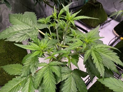 nl oc 2 - 5.jpeg nl oc 2 - 5.jpeg