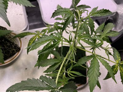 nl oc 2 - 3.jpeg nl oc 2 - 3.jpeg