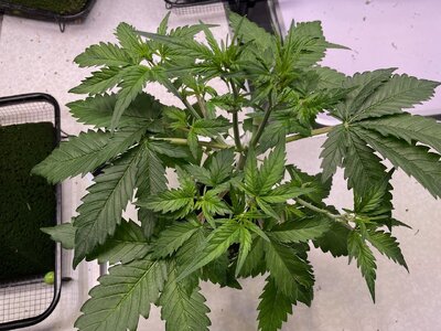 nl oc 2 - 2.jpeg nl oc 2 - 2.jpeg