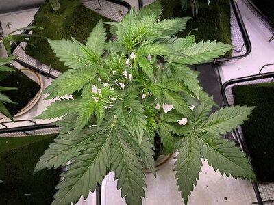 nl oc 2 - 1.jpeg nl oc 2 - 1.jpeg