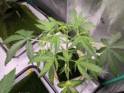 oco - 2.jpeg oco - 2.jpeg