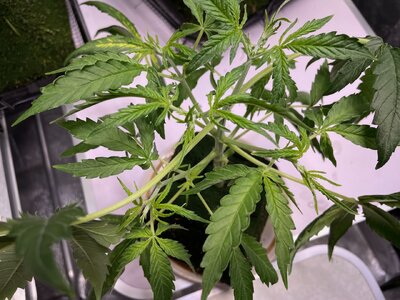 oco - 1.jpeg oco - 1.jpeg