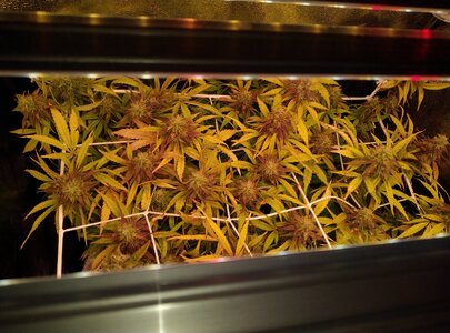 Bruce Banner Auto from above