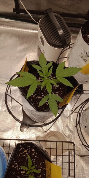 IMG_20240918_162947435.jpg IMG_20240918_162947435.jpg