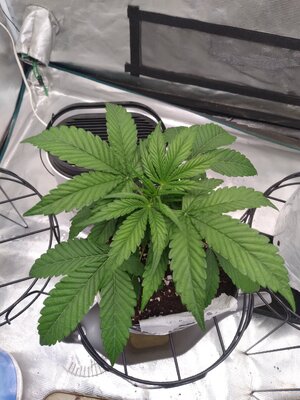 20240924_184050.jpg 20240924_184050.jpg