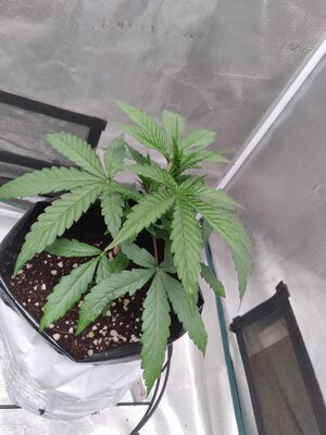 20240924_184243.jpg 20240924_184243.jpg