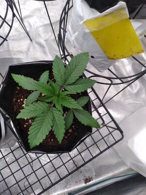 20240924_184255.jpg 20240924_184255.jpg