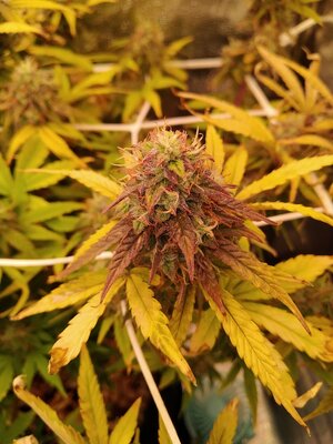 pHilosophy around measurements