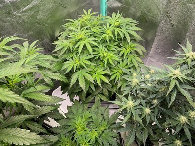 SLH TLS NL - 2.jpeg SLH TLS NL - 2.jpeg