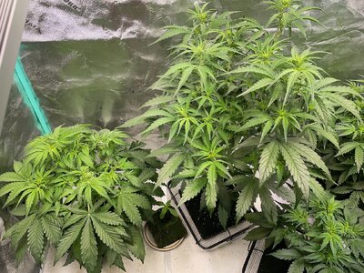 SLH TLS NL - 3.jpeg SLH TLS NL - 3.jpeg