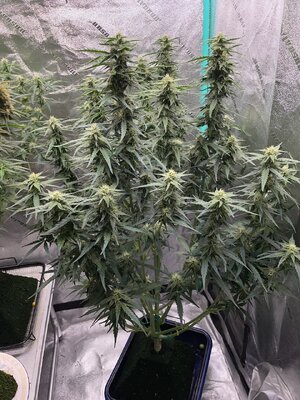 22-10-24 - 1.jpeg 22-10-24 - 1.jpeg