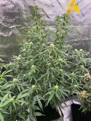 22-10-24 - 2.jpeg 22-10-24 - 2.jpeg