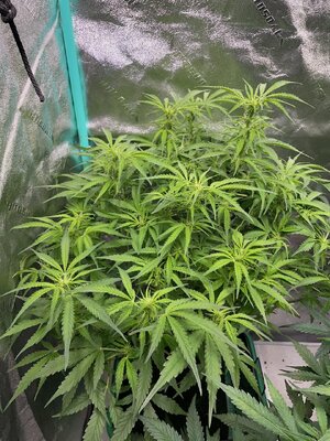 22-10-24 - 3.jpeg 22-10-24 - 3.jpeg