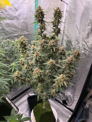 22-10-24 - 6.jpeg 22-10-24 - 6.jpeg