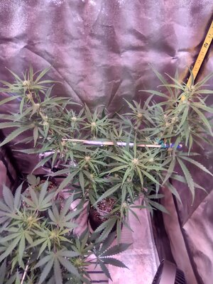 IMG_20241029_115611920_HDR.jpg IMG_20241029_115611920_HDR.jpg