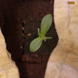 wk11 - 1.jpeg wk11 - 1.jpeg