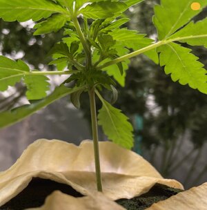 wk11 - 2.jpeg wk11 - 2.jpeg