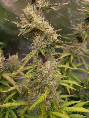 wk11 - 5.jpeg wk11 - 5.jpeg