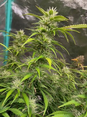 wk11 - 6.jpeg wk11 - 6.jpeg