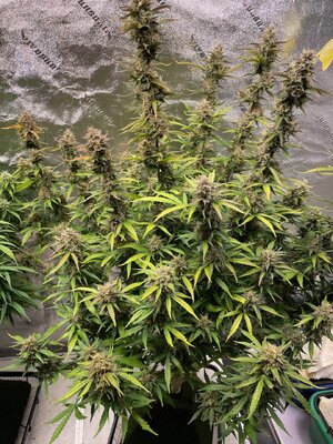 wk11 - 7.jpeg wk11 - 7.jpeg