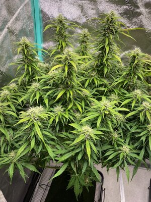 wk11 - 8.jpeg wk11 - 8.jpeg