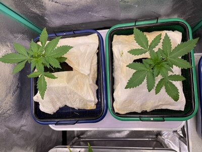 wk11 - 9.jpeg wk11 - 9.jpeg