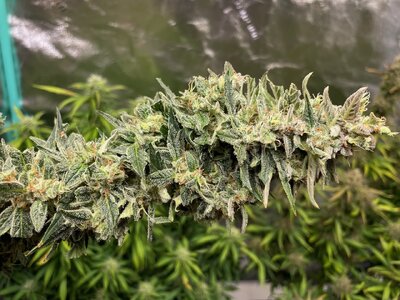 wk11 - 11.jpeg wk11 - 11.jpeg