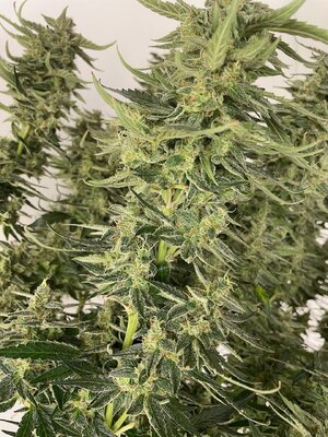 Tre Lime Sorbetto - 6.jpeg Tre Lime Sorbetto - 6.jpeg