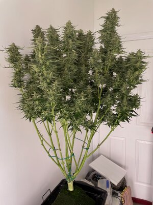 Tre Lime Sorbetto - 5.jpeg Tre Lime Sorbetto - 5.jpeg