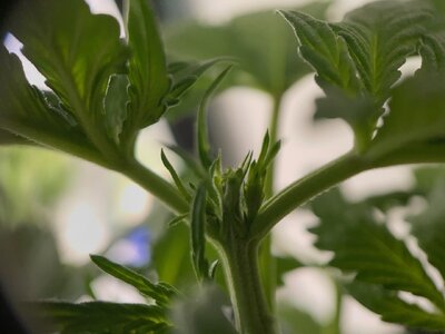 mango isle 4w - 1.jpeg mango isle 4w - 1.jpeg