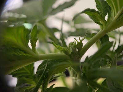 mango isle 4w - 2.jpeg mango isle 4w - 2.jpeg