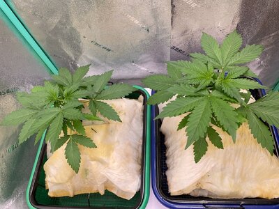 mango isle 4w - 3.jpeg mango isle 4w - 3.jpeg