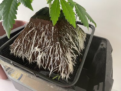 mango isle 4w - 4.jpeg mango isle 4w - 4.jpeg