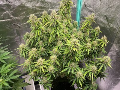 SLH - 2 (1).jpeg SLH - 2 (1).jpeg