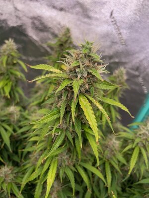 SLH - 1 (1).jpeg SLH - 1 (1).jpeg