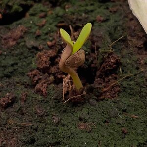 Nerdz - 1 (3).jpeg Nerdz - 1 (3).jpeg