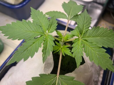 Nerdz - 2 (3).jpeg Nerdz - 2 (3).jpeg