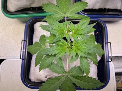 Nerdz - 3 (3).jpeg Nerdz - 3 (3).jpeg