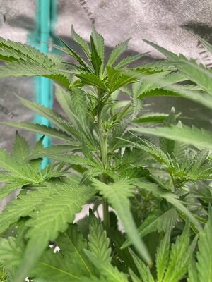 Mango Isle - 2 (2).jpeg Mango Isle - 2 (2).jpeg