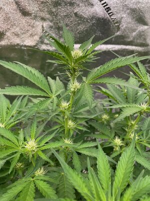 Mango Isle - 1 (2).jpeg Mango Isle - 1 (2).jpeg