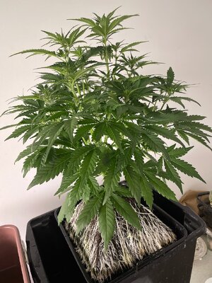 Mango Isle - 1 (3).jpeg Mango Isle - 1 (3).jpeg