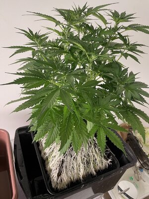 Mango Isle - 2 (3).jpeg Mango Isle - 2 (3).jpeg