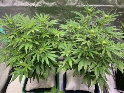 Mango Isle - 3 (2).jpeg Mango Isle - 3 (2).jpeg