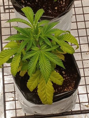 IMG_20241217_193706298.jpg IMG_20241217_193706298.jpg