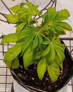 IMG_20241217_193713127 (1).jpg IMG_20241217_193713127 (1).jpg