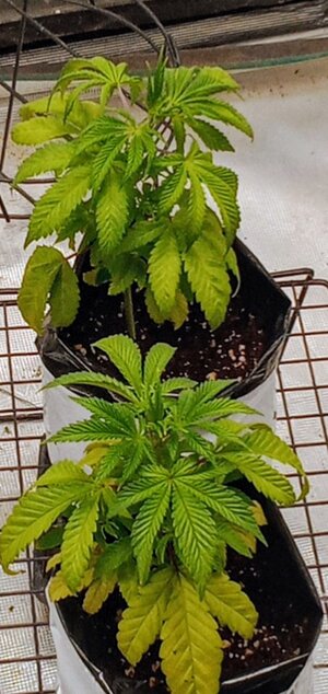 IMG_20241217_193656178 (1).jpg IMG_20241217_193656178 (1).jpg